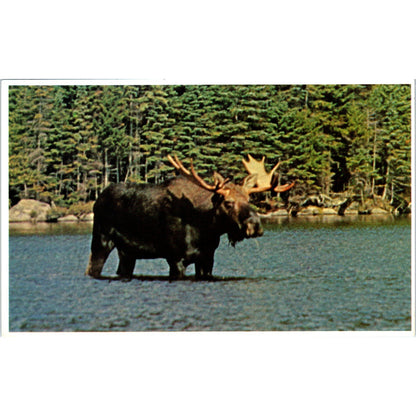 1981 Mature Bull Moose Moose-Head Katahdin Maine Vintage Postcard PE3