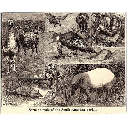 South American Animals Armadillo Llama Tapir 3x4" 1901 Engraving AF6-M16