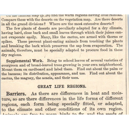 Animals South America Armadillo Llama Condor Sloth Tapir 1901 Engraving AF2-A6