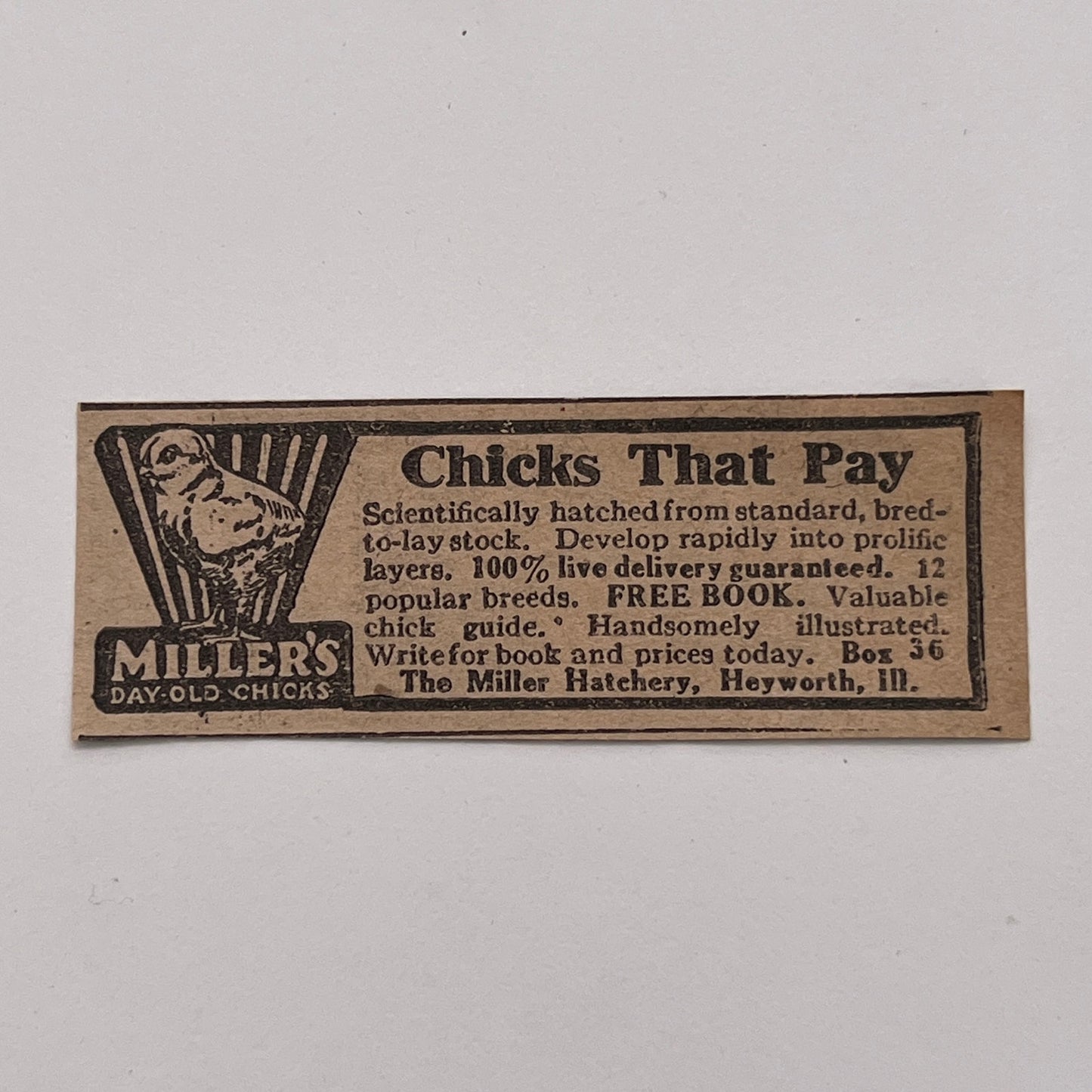 The Miller Hatchery Day Old Chicks Heyworth Illinois 1926 Ad AG3-S1