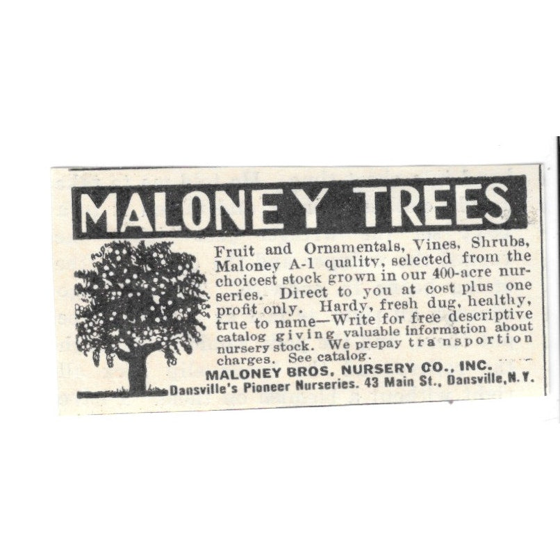 Maloney Trees Maloney Bros. Nursery Co Inc Dansville NY 1924 Ad AG3-S2