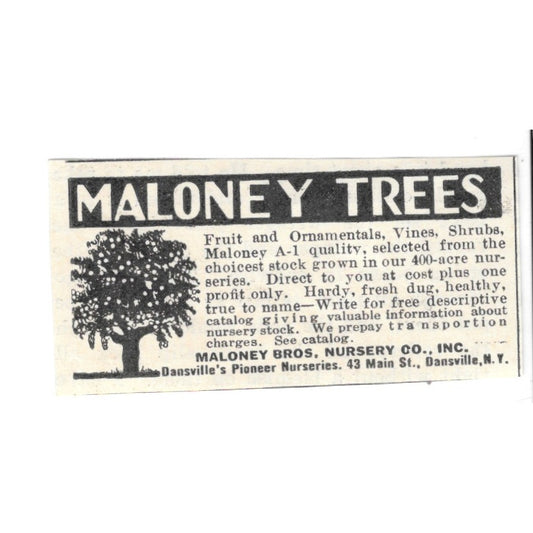 Maloney Trees Maloney Bros. Nursery Co Inc Dansville NY 1924 Ad AG3-S2