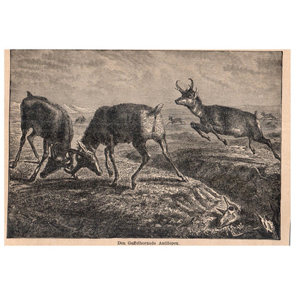 The Pronghorn Antelope 1909 Swedish Engraving Print AF5-17