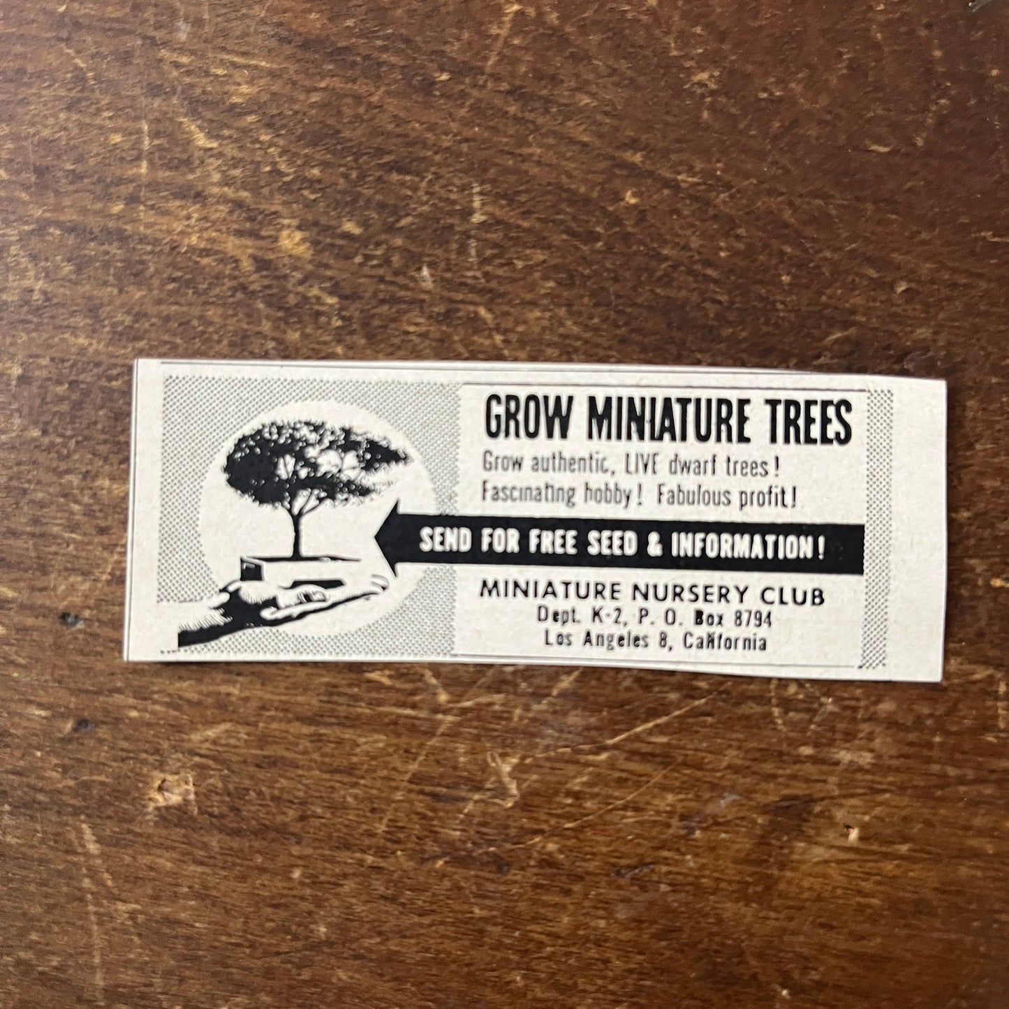 Grow Miniature Trees - Miniature Nursery Club Los Angeles CA 1955 Ad AF9-S9