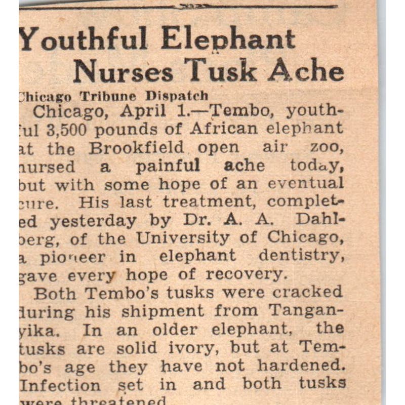 Chicago Elephant Nurses Tusk Ache 1935 Minneapolis Journal Article AE7-N6