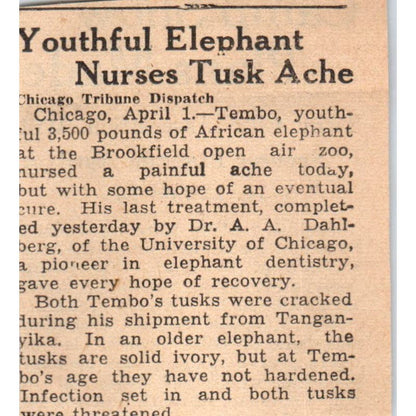 Chicago Elephant Nurses Tusk Ache 1935 Minneapolis Journal Article AE7-N6