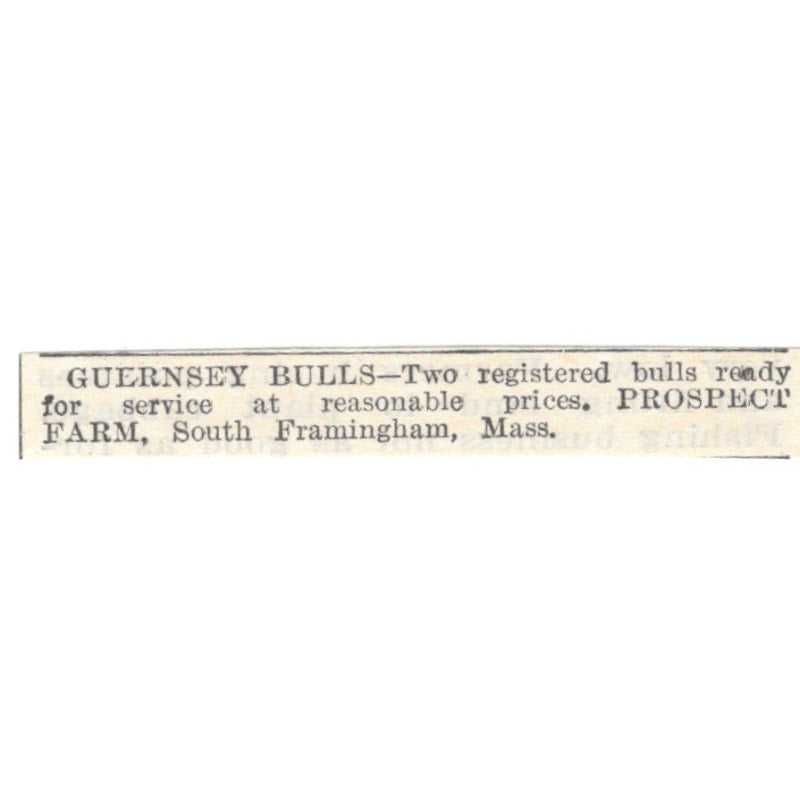 Guernsey Bulls Prospect Farm South Framingham MA 1905 Magazine Ad AF1-NES2