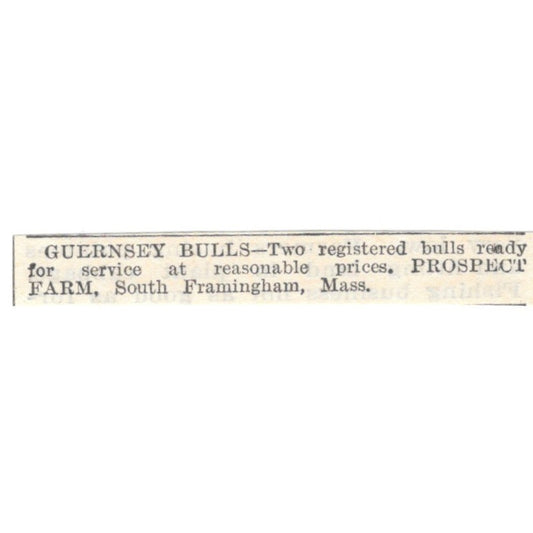 Guernsey Bulls Prospect Farm South Framingham MA 1905 Magazine Ad AF1-NES2