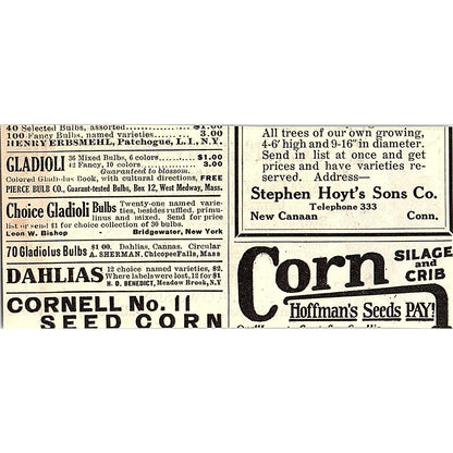 E.W. Townsend & Sons Strawberries Salisbury MD 1924 Ad AG3-M3