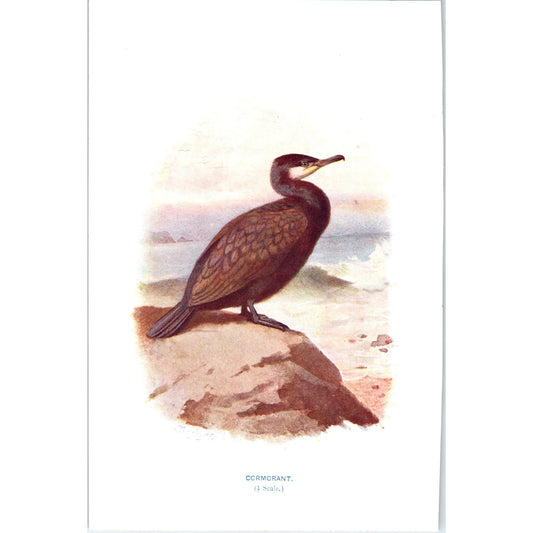 Cormorant Bird 1903 Original Color Engraving Plate Print AD8-B1
