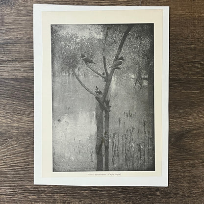 Antique Illustration Young Kingfishers Ceryle Alcyon 6x9 Art Print V2