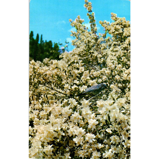 The Syringa Philadelphus Lewisii & Mountain Bluebird Vintage Postcard PE3