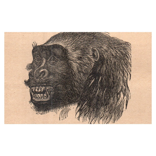 Gorilla-Hufvud 1909 Swedish Engraving Print AF5-M4