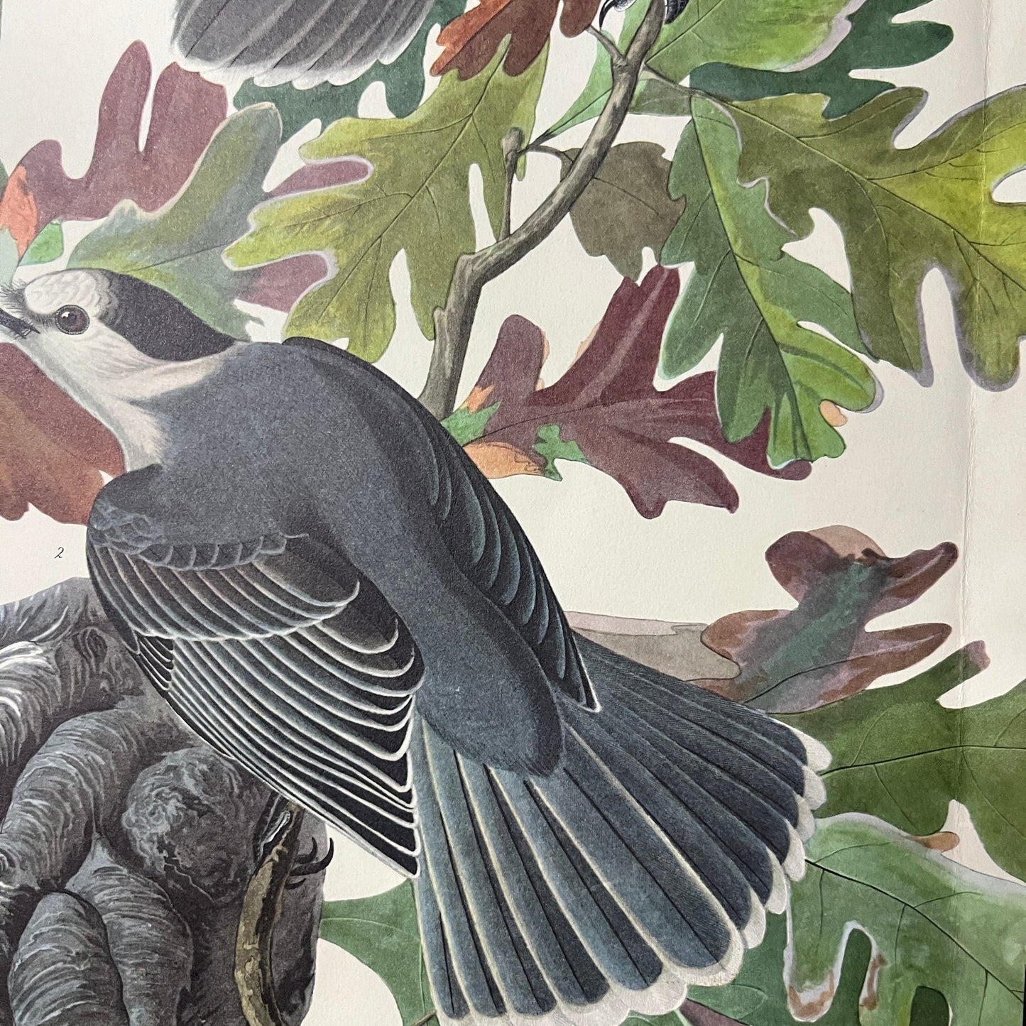 Vintage Canada Jay Art Print Lithograph Birds Oak Tree 9.5x14 V9