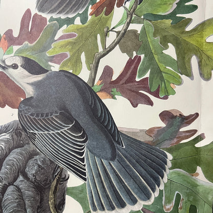 Vintage Canada Jay Art Print Lithograph Birds Oak Tree 9.5x14 V9