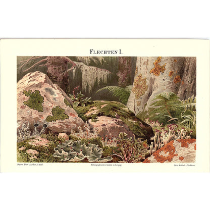 Antique Lichens Algae Cyanobacteria Botanic Science Original Art Print 7x9 V12