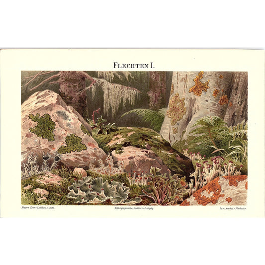 Antique Lichens Algae Cyanobacteria Botanic Science Original Art Print 7x9 V12