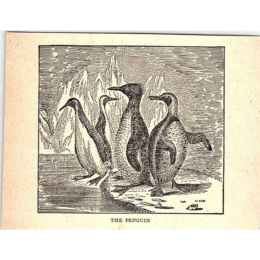 The Penguin 1902 Engraving Plate AF4-H1
