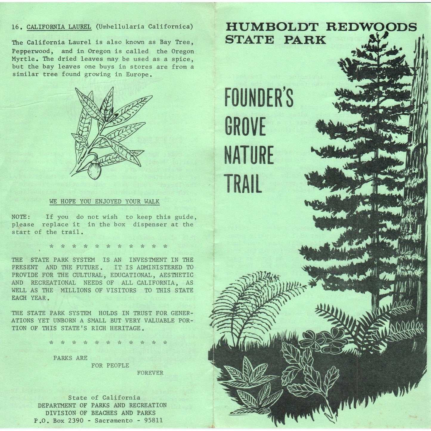 Vintage Humboldt Redwoods State Park Founders Grove Nature Trail Brochure TH2-O1