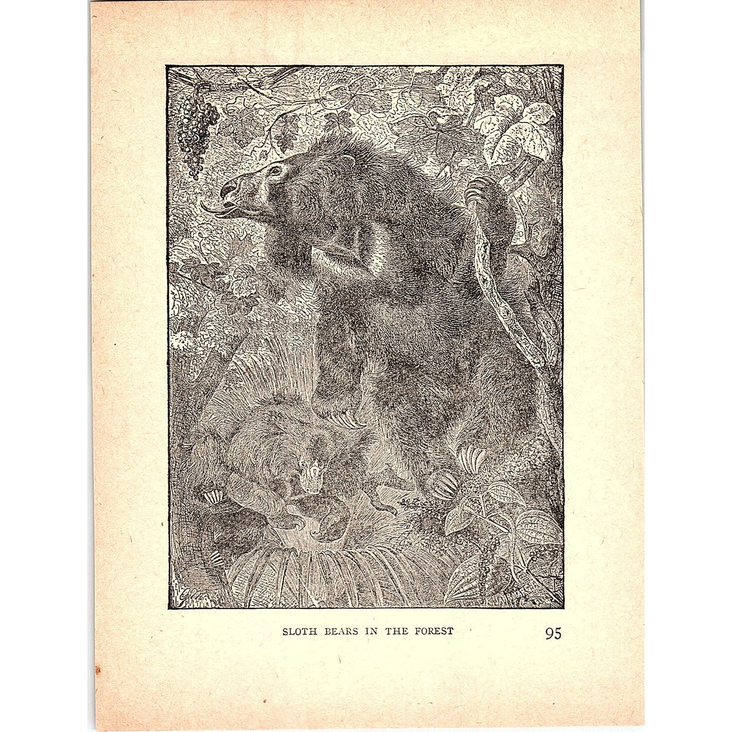 Sloth Bears in the Forest 1902 Engraving Plate AF4-H3