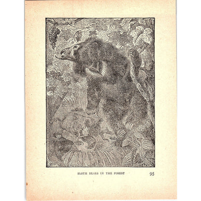 Sloth Bears in the Forest 1902 Engraving Plate AF4-H3