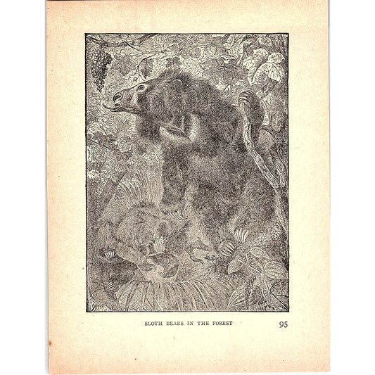 Sloth Bears in the Forest 1902 Engraving Plate AF4-H3