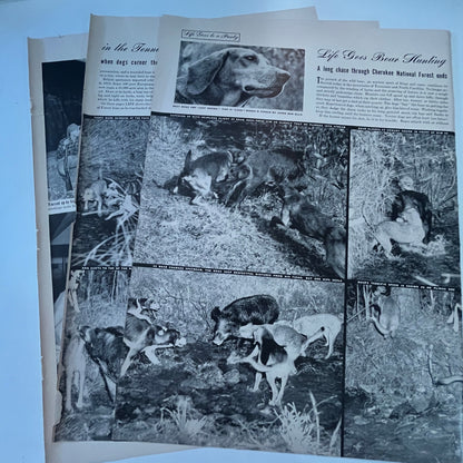 Life Goes Boar Hunting Cherokee National Forest 3 Pages 1940s WWII Article V30-1
