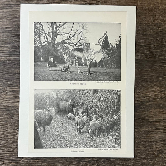 Antique Reindeer Sleigh & Domestic Sheep Photo 6x9 Vintage Print V2