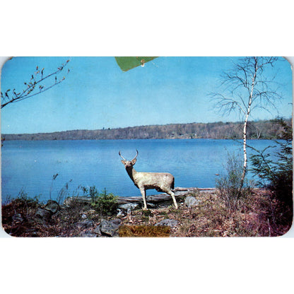 Native Deer Plentiful in Pocono Mountains PA Dutch Country Vintage Postcard PD4
