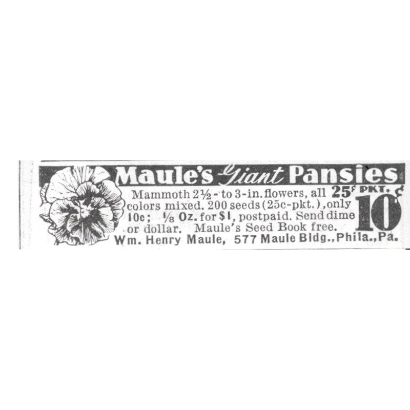 Wm. Henry Mauie Mauie's Giant Pansies Philadelphia PA 1936 Ad SAG4-S12