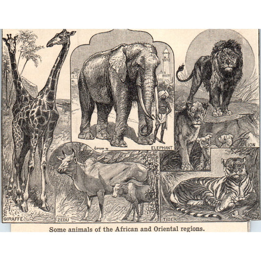 African Oriental Animals Elephant Zebu Giraffe Tiger Lion 1901 Engraving AF2-O3