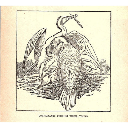 Cormorants Feeding Their Young 1902 Engraving Plate AF4-H2