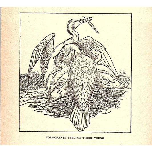 Cormorants Feeding Their Young 1902 Engraving Plate AF4-H2