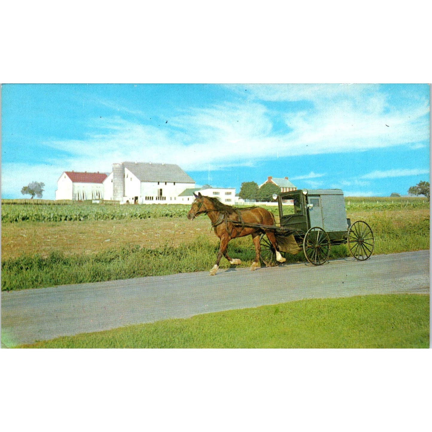 Amish Covered Family Carriage Pennsylvania Dutch Country Postcard PD8