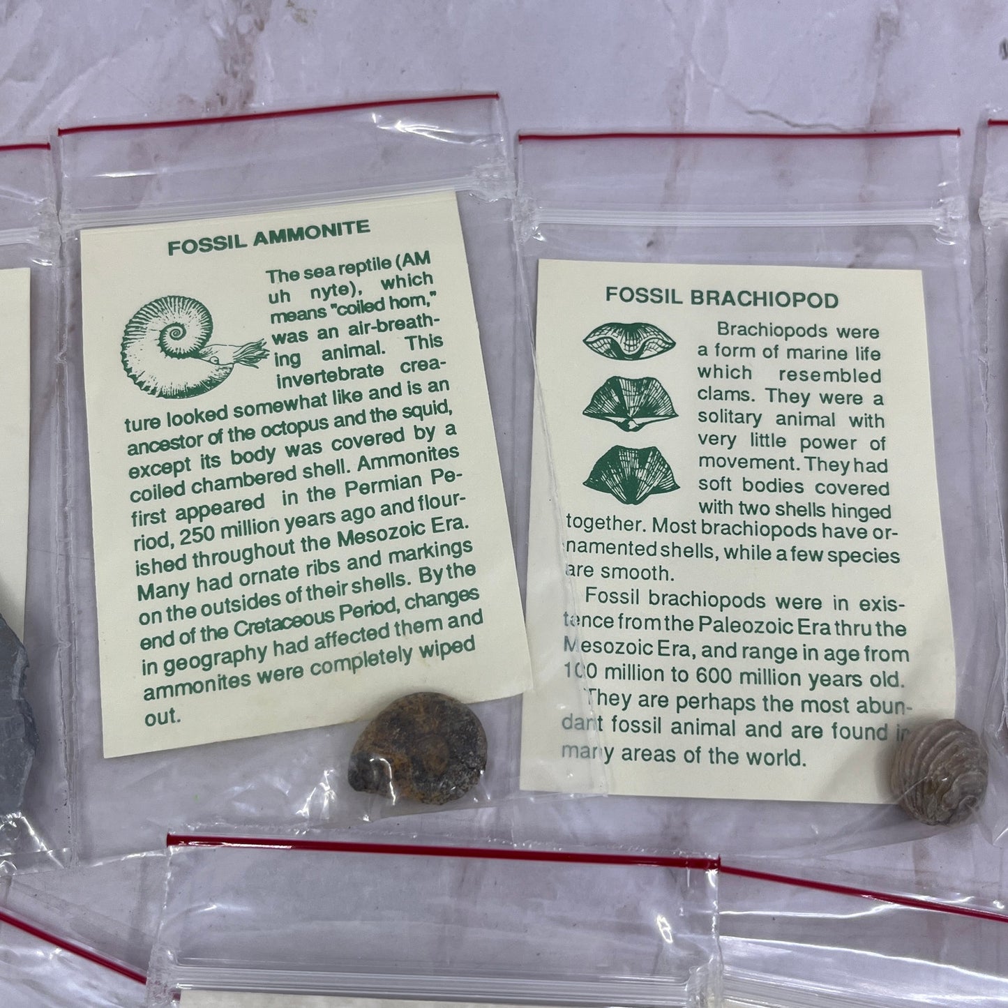 Set 11 Real Fossil Specimens w/ Identification Cards Pelecypod Dinosaur Bone TG7