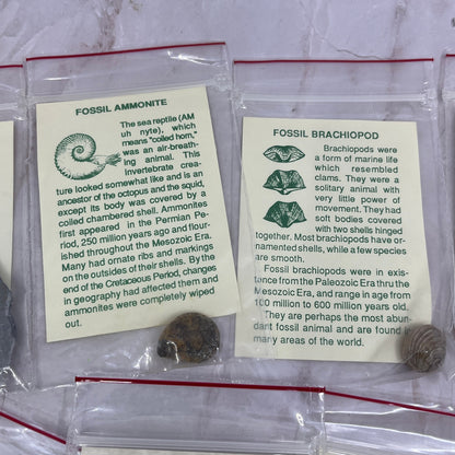 Set 11 Real Fossil Specimens w/ Identification Cards Pelecypod Dinosaur Bone TG7