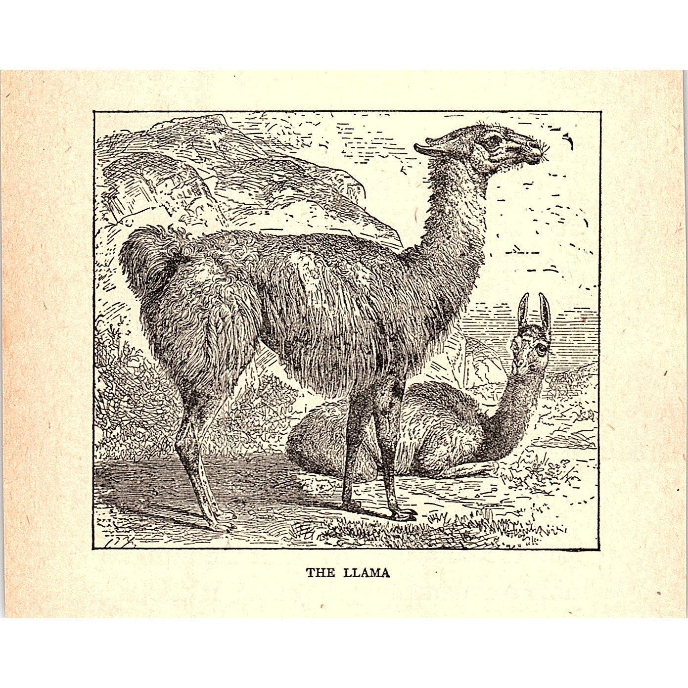 The Llama 1902 Engraving Plate AF4-H1