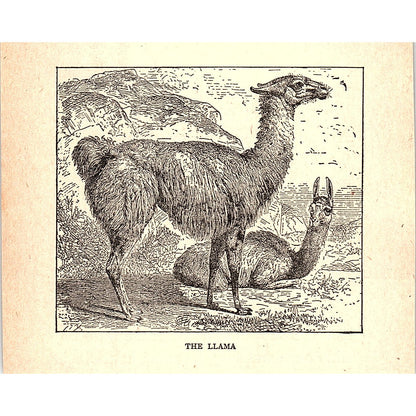 The Llama 1902 Engraving Plate AF4-H1