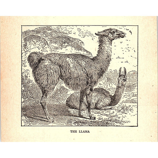 The Llama 1902 Engraving Plate AF4-H1