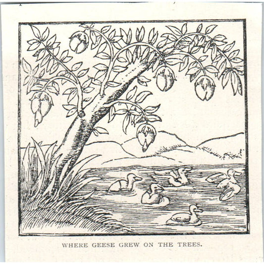 Where Geese Grew On Trees 1897 Victorian Engraving AE9-TS12
