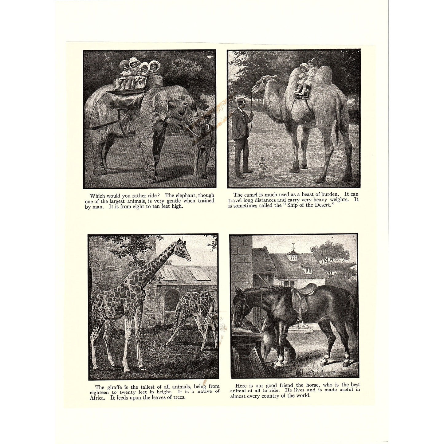 Exotic Animals Elephant Giraffe Camel Horse Antique Art Print 6x9 V4