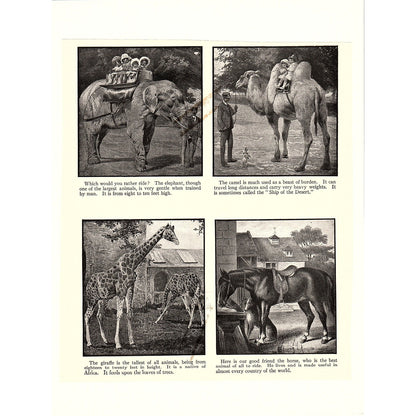 Exotic Animals Elephant Giraffe Camel Horse Antique Art Print 6x9 V4