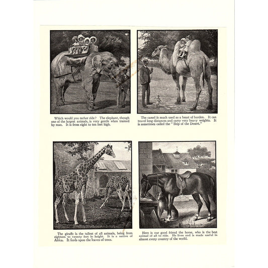 Exotic Animals Elephant Giraffe Camel Horse Antique Art Print 6x9 V4