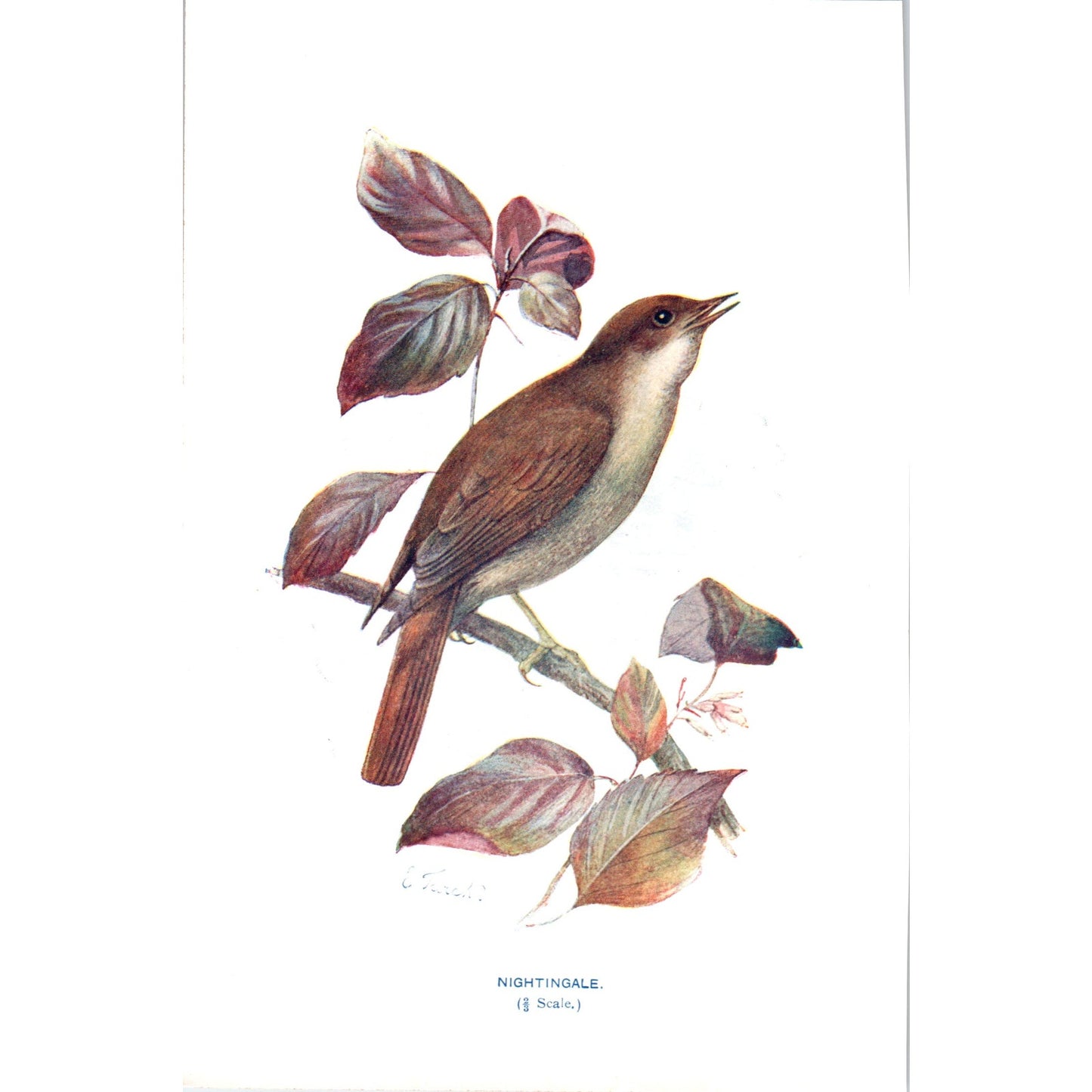 Nightingale Bird 1903 Original Color Engraving Plate Print AD8-B1