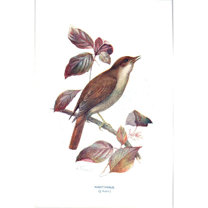 Nightingale Bird 1903 Original Color Engraving Plate Print AD8-B1