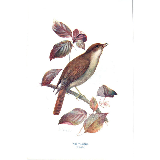 Nightingale Bird 1903 Original Color Engraving Plate Print AD8-B1