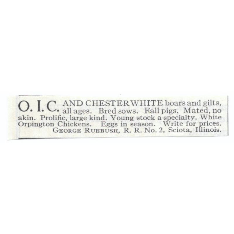 O.I.C. and Chester White Boars George Ruebush Sciota IL 1913 Magazine Advert AE7-N8