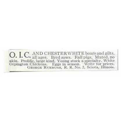 O.I.C. and Chester White Boars George Ruebush Sciota IL 1913 Magazine Advert AE7-N8