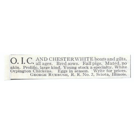 O.I.C. and Chester White Boars George Ruebush Sciota IL 1913 Magazine Advert AE7-N8