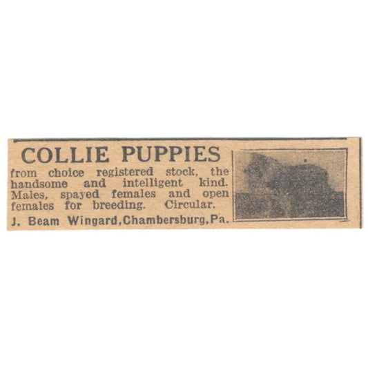 J. Beam Wingard Collie Puppies Chambersburg PA 1922 Magazine Ad AF2-T4